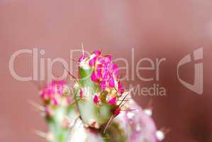 rosa kaktusbluete