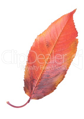 Cherry leaf