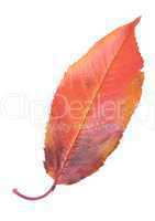 Cherry leaf