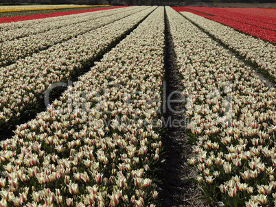 Tulpenfeld bei Lisse, Niederlande