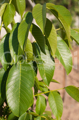 Apple tree leaves