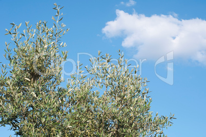 Olive tree