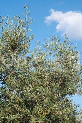 Olive tree