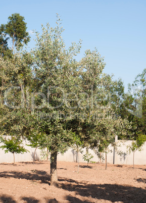 Olive tree