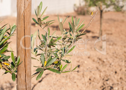 Olive tree