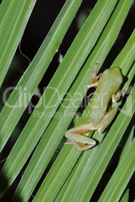 Tree frog