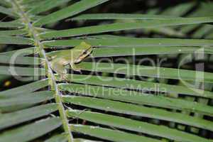 Tree frog