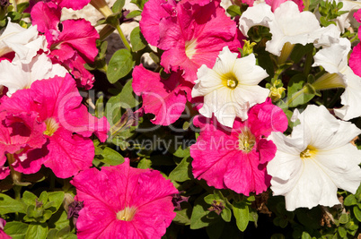 Petunias