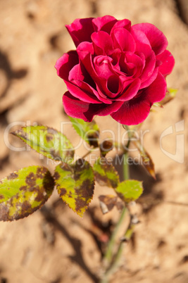 Dark pink rose