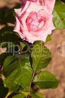 Pink rose