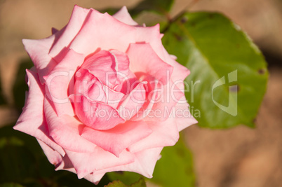 Pink rose