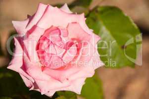 Pink rose