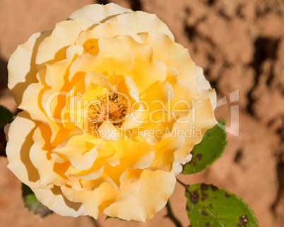 Yellow rose