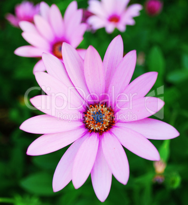 Violet daisy