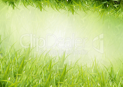 Background from a grass