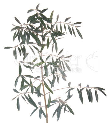 Olive tree branch