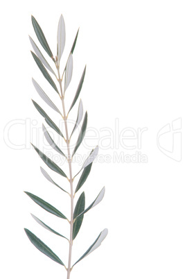 Olive tree branch