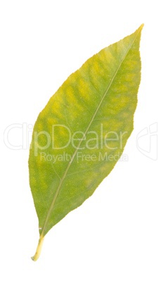 Lemon leaf