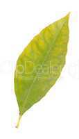 Lemon leaf