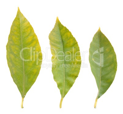 Lemon leafs