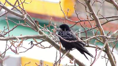 Ravens on tree