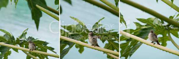 Caribbean Elaenia