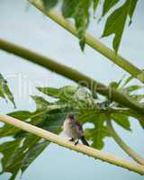 Caribbean Elaenia