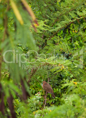 Mourning Dove