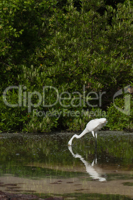 Great Egret