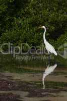 Great Egret