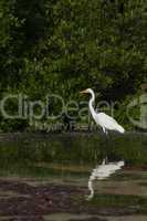 Great Egret