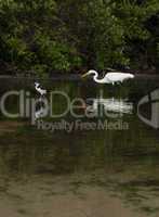 Great Egret and Black-necked Stilt