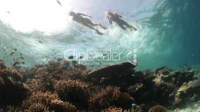woman snorkeling over reef