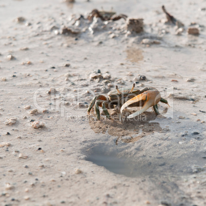 Crab protecting hole