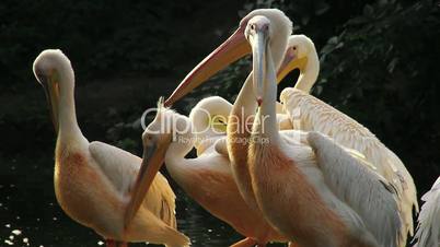 Pelicans on the float