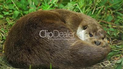 Otter cuddling