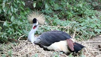 Crowned crane to sit on the nest (Balearica pavonina)