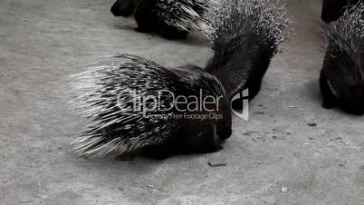 Porcupines on a light background (Hystrix cristata)