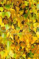 Birkenlaub im Hernst - birch leaves in fall 01
