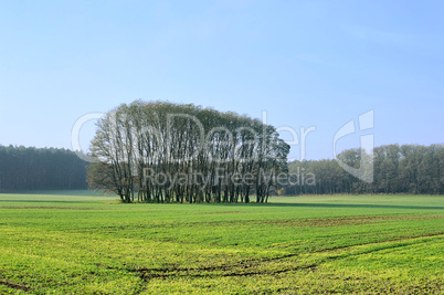 Feld und Wald -  field and forest 01