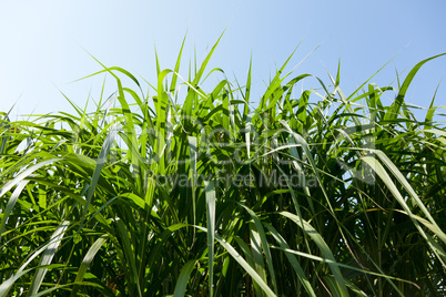 Miscanthus being grown on farm biofuel