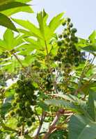 Castor bean plants used for bio fuel and ethanol