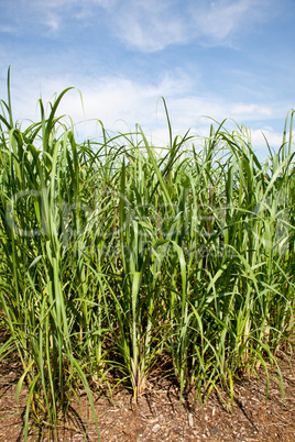 Sugar cane plants being grown on farm biofuel
