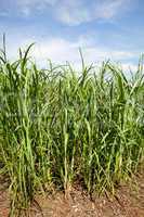 Sugar cane plants being grown on farm biofuel