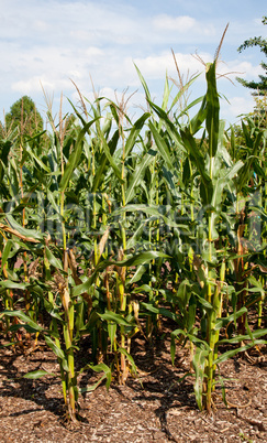 Corn or maize grown for ethanol production