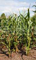Corn or maize grown for ethanol production