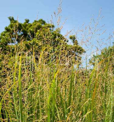 Switch grass on farm used as bio fuel