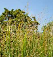 Switch grass on farm used as bio fuel