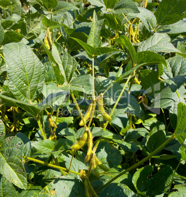 Soybean pods growing on farm for biodiesel