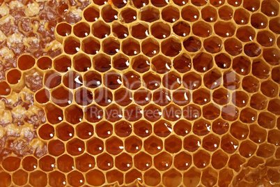 Honeycomb